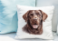 POLŠTÁŘEK - CHESAPEAKE BAY RETRIEVER