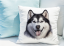 POLŠTÁŘEK - HUSKY