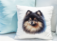 POLŠTÁŘEK - POMERANIAN