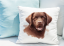 POLŠTÁŘEK - CHESAPEAKE BAY RETRIEVER